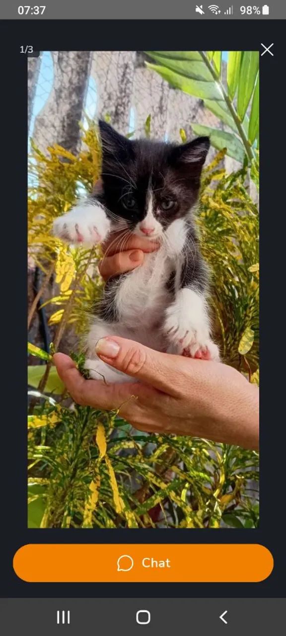 Gatinho 2 meses macho para adoção