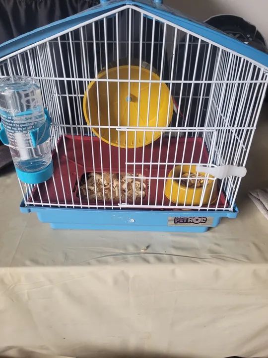 Hamster anão russo dourado +gaiola