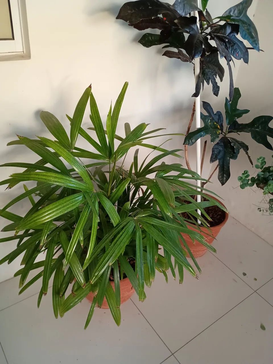 Vende se  oito planta  - Foto 3