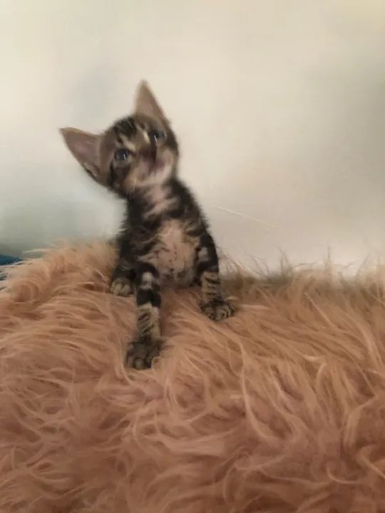 Tigradinho lindo disponível para adoção responsável  - Foto 5