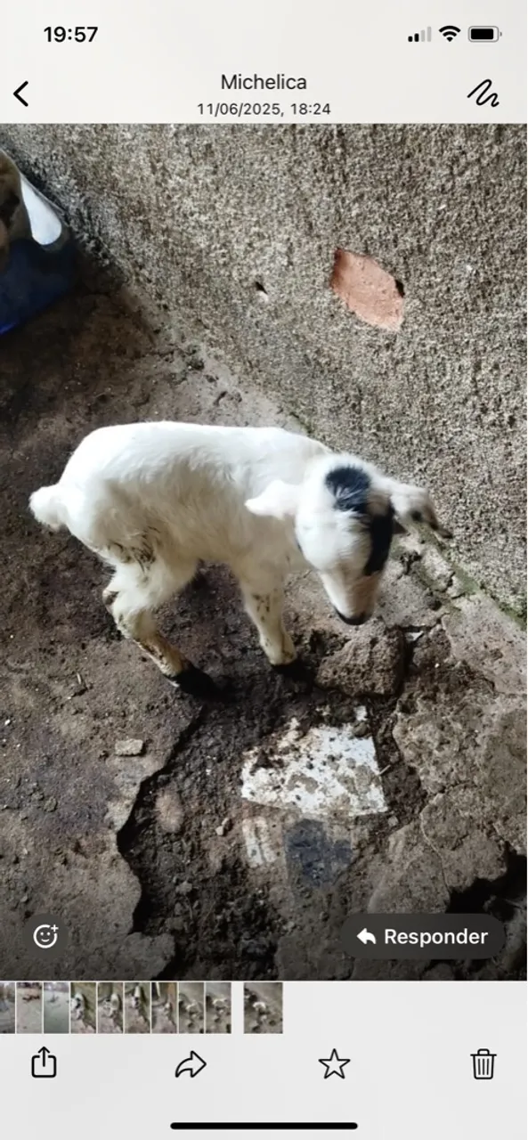 Ovelha branco com mancha preta