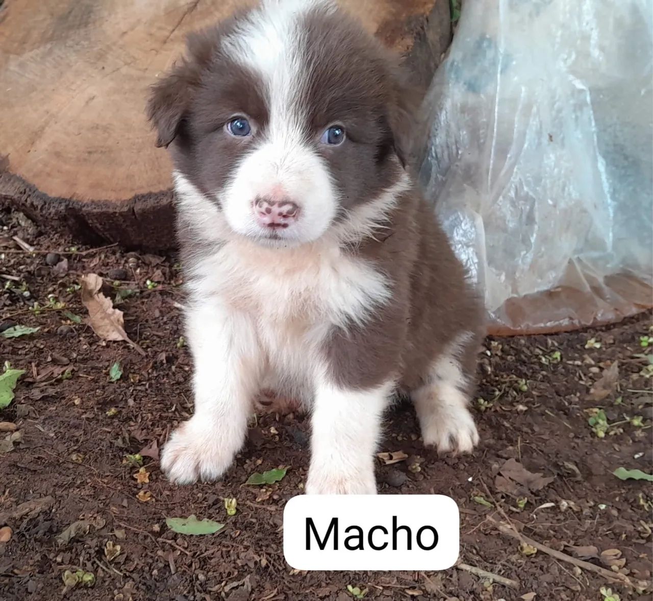Border Collie Red Merle e Chocolate macho e fêmea  - Foto 2