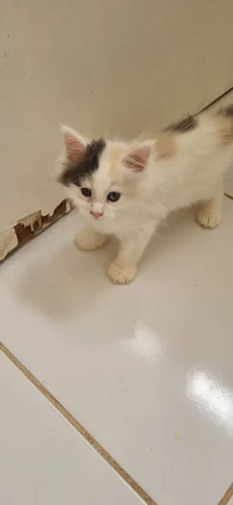 Vendo Lindos Filhotes de Maine Coon - Foto 2