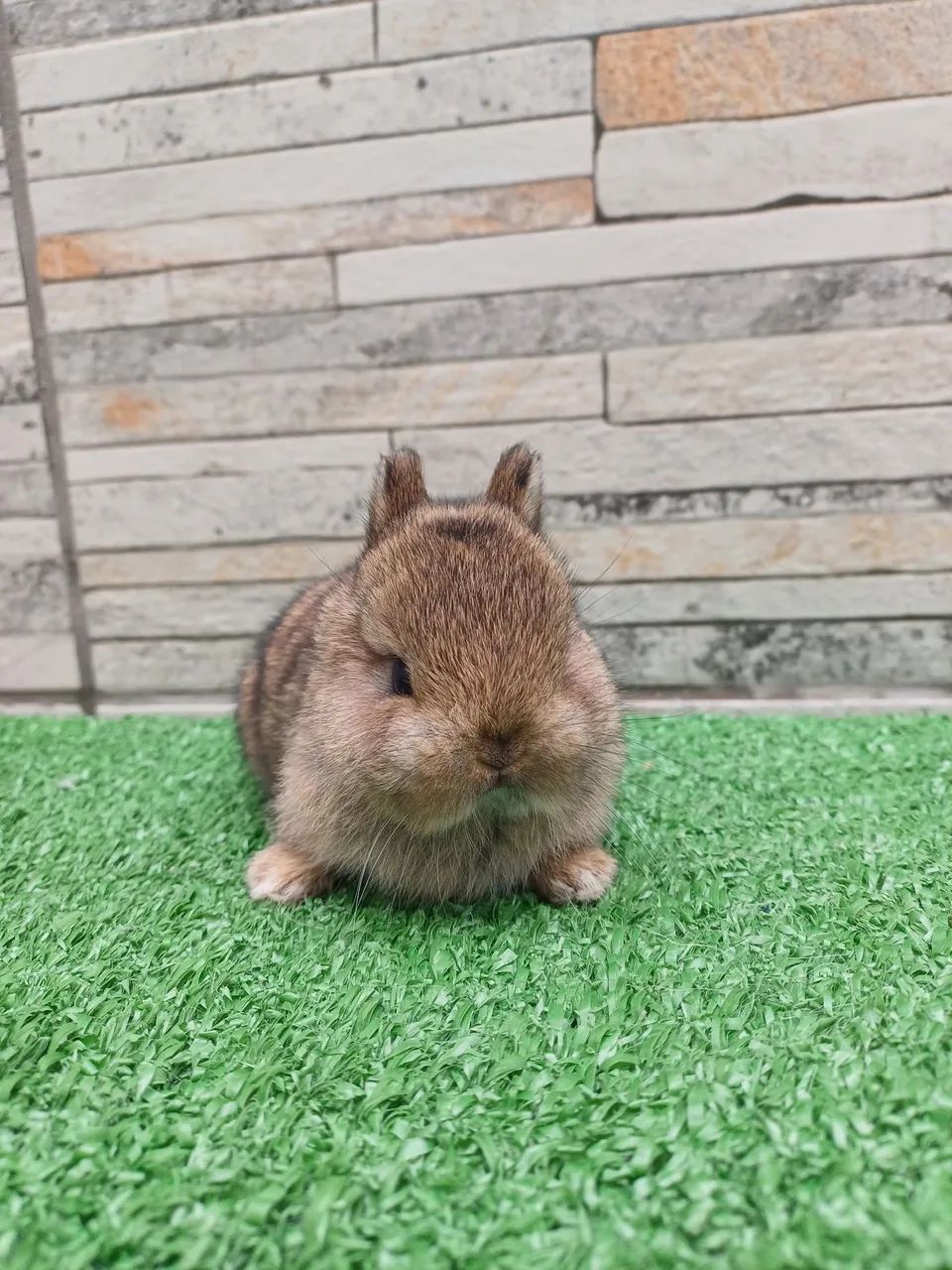 Netherland Dwarf  *coelho anão * - Foto 2