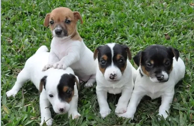 Fox paulistinhas na oferta só 149 zap(85)99990.2592