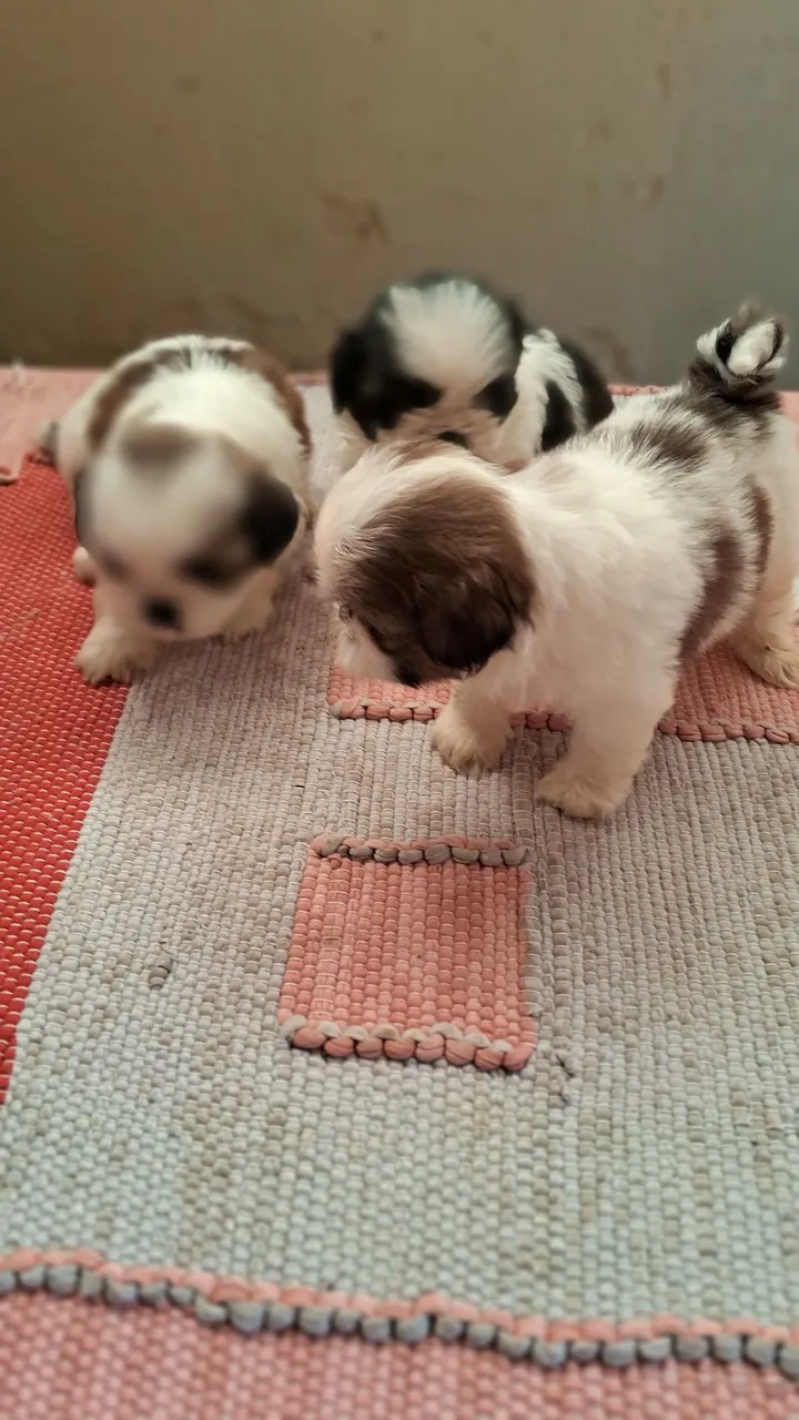 Filhotes de Shih Tzu disponíveis!