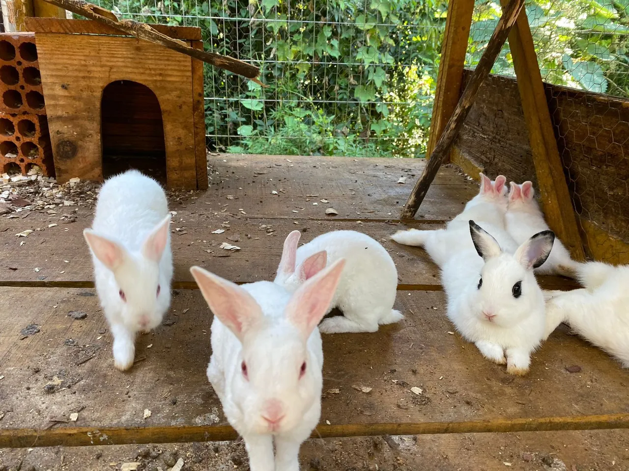 Coelhos 