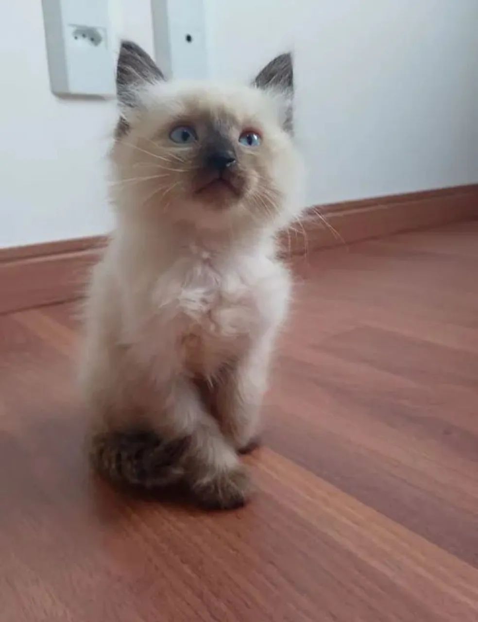 Filhotes de Siamês com British shorthair! - Foto 5