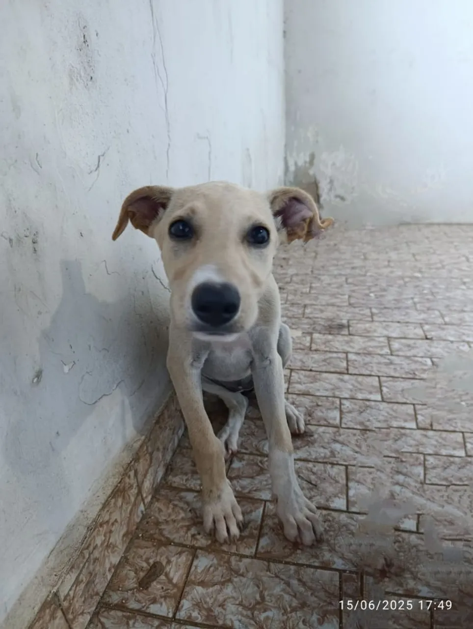 Cachorro filhote para adoção