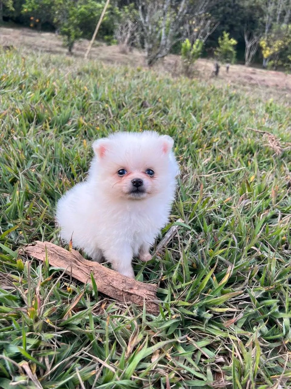 Filhotes de lulu da pomerania anão  - Foto 4