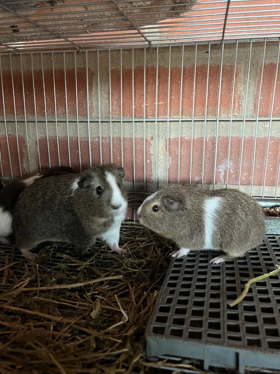 Meninos porquinho da índia  - Foto 2