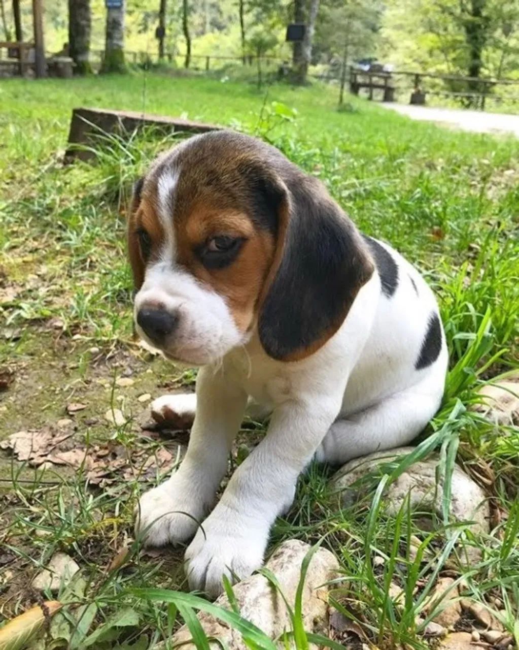 Beagle Um novo carinho começa aqui