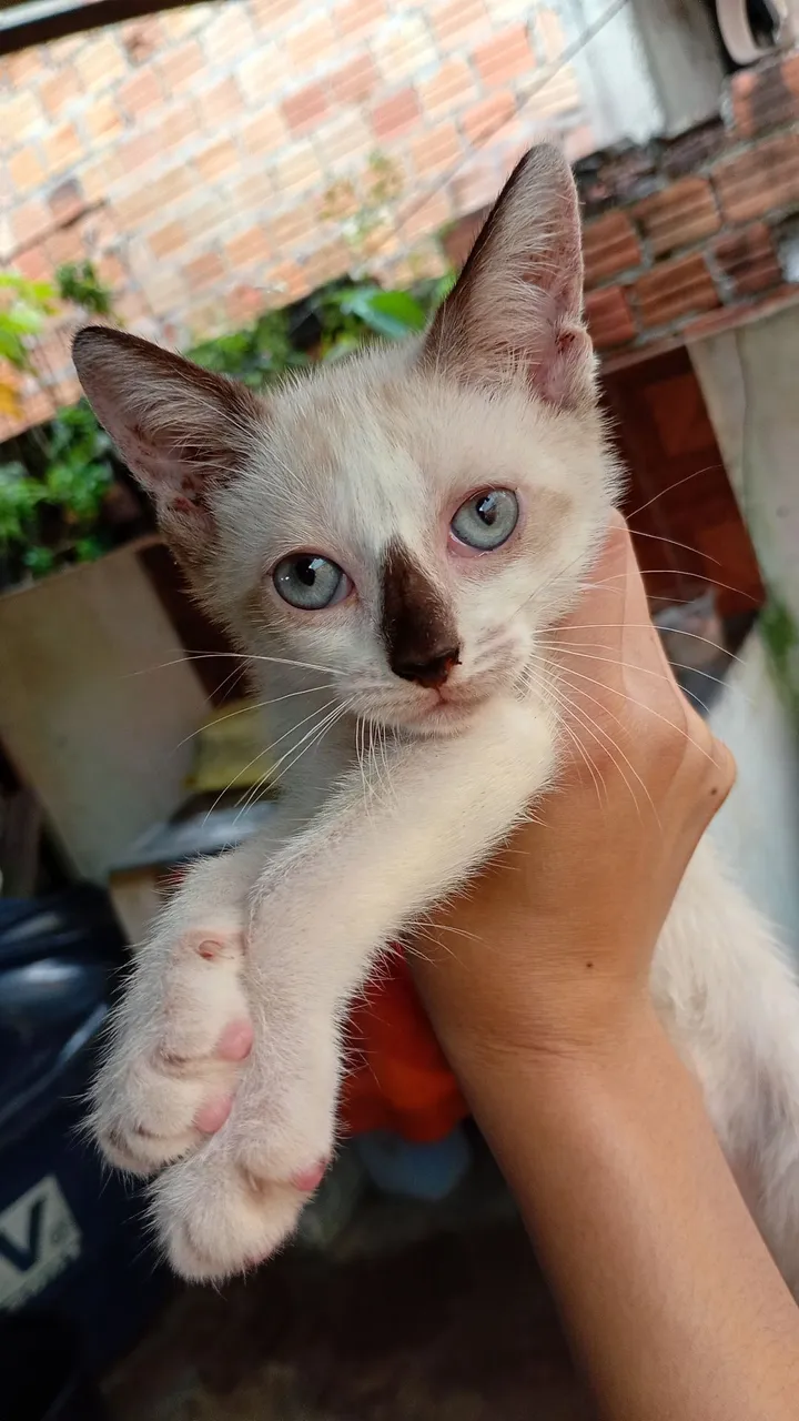 Doação conciente e responsável de gatinha 