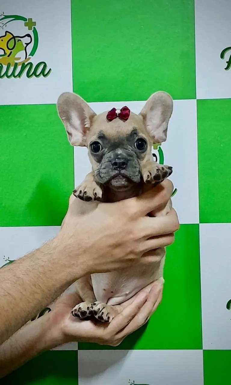 Filhote fêmea de Bulldog Francês disponível!