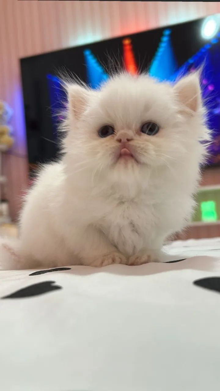 Persa Branco - Lindos Filhotes Machos 