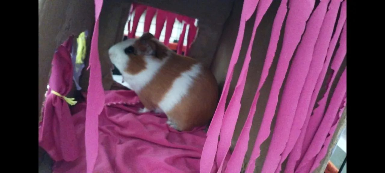 Porquinho da índia  - Foto 3