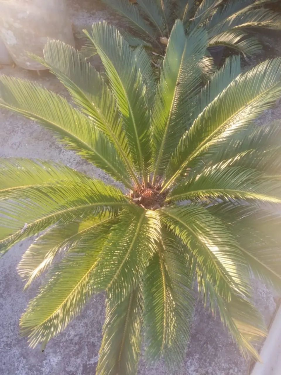 Muda de Palmeira cica Adulta - Foto 3