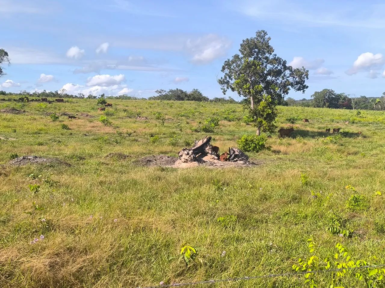 Fazenda em Parnarama-ma, - Foto 2