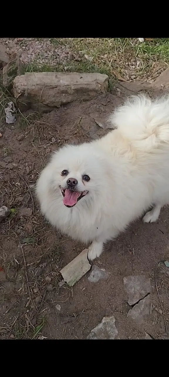 Cachorro Spitz Alemão