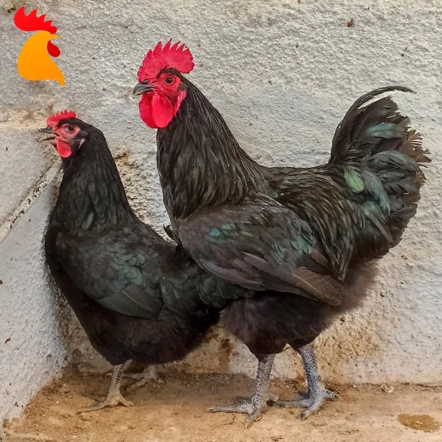 Ovos Galados Gigante Negro de Jersey (dúzia)