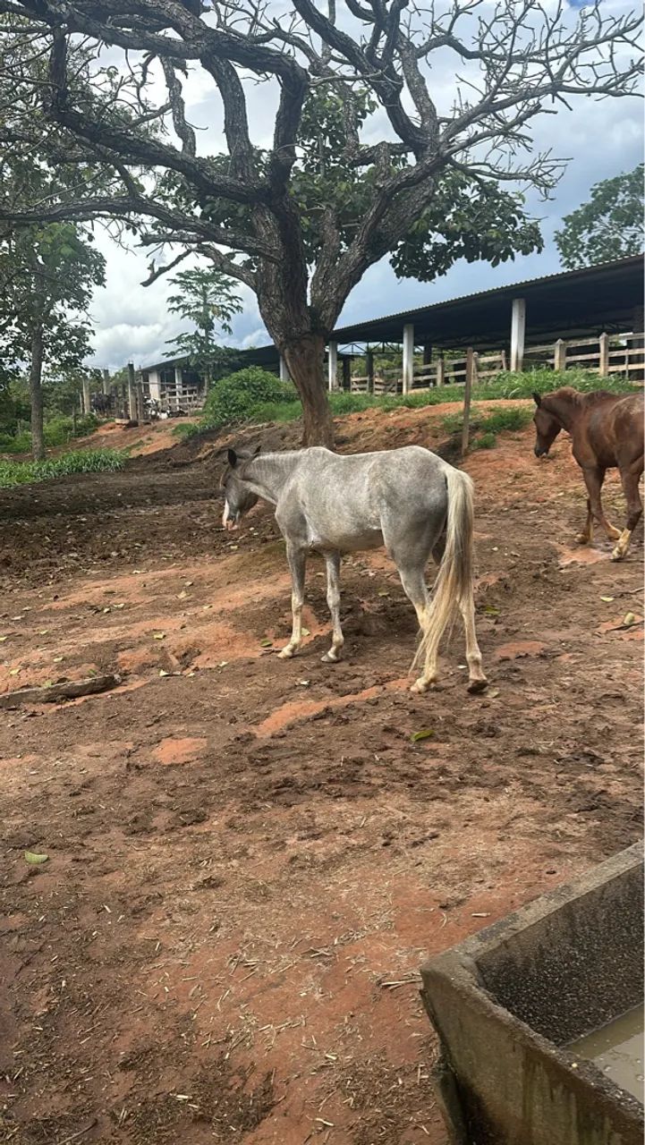 Vende-se égua 3 anos 