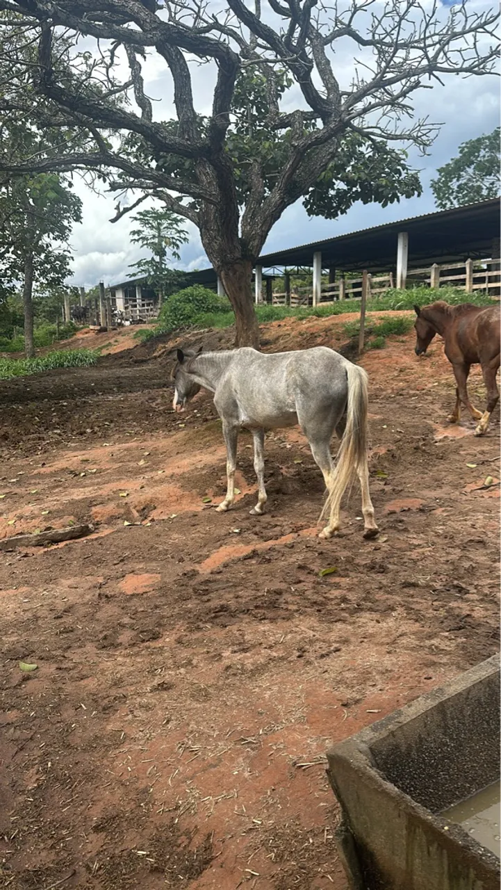 Vende-se égua 3 anos