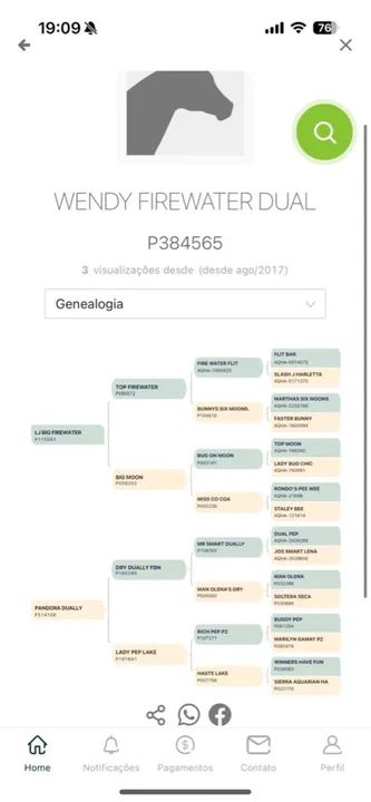 Potra quarto de milha pura - Foto 4