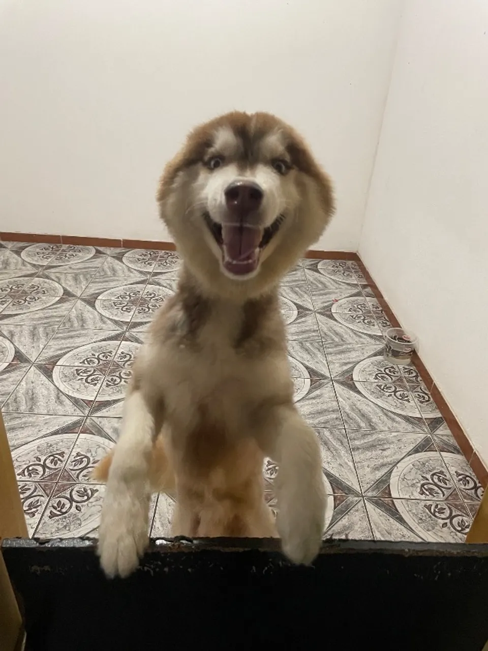 Husky siberiano wolly vermelho