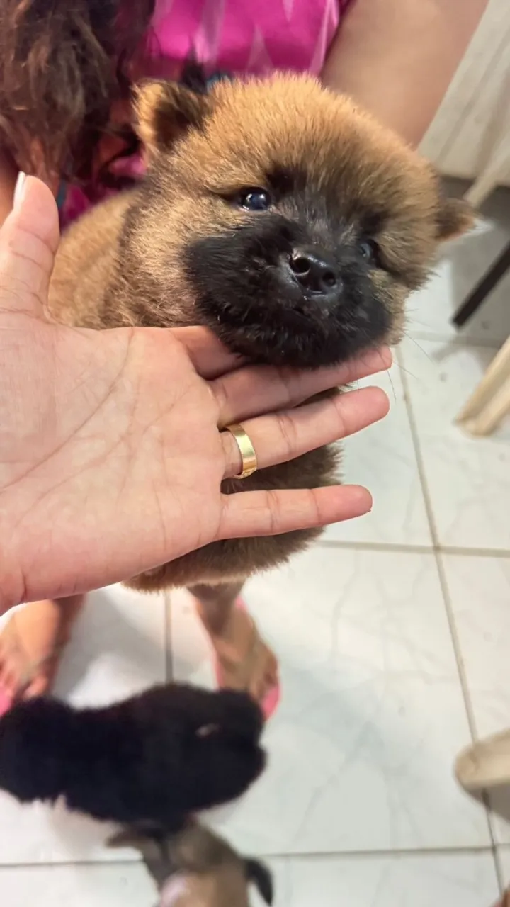 Filhote Chow-Chow