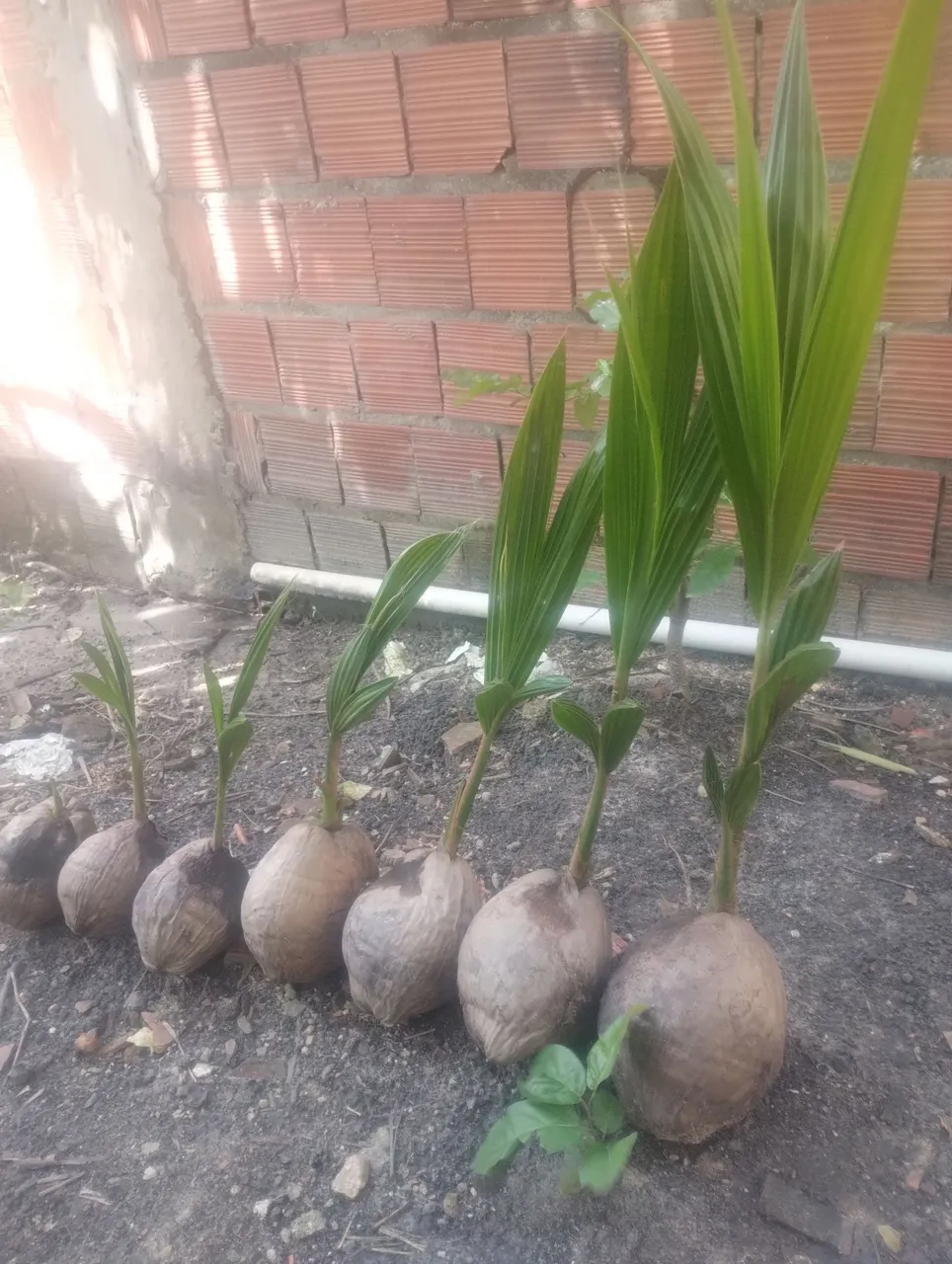 Mudas de coqueiro prontas para plantar