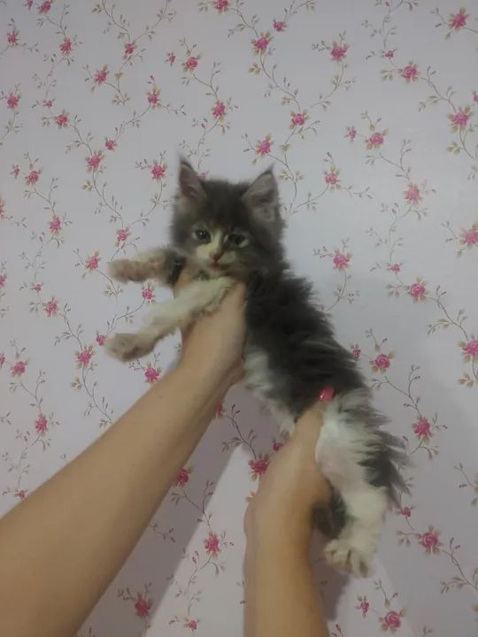 Filhote Fêmea de Maine Coon