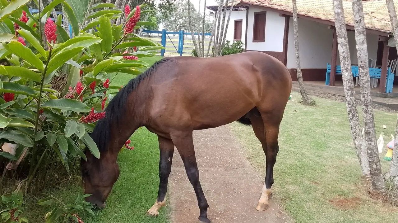 Potranco  Mangalarga com QM