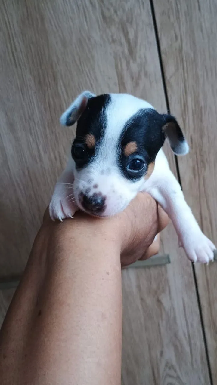 Filhote de Jack Russell Terrier