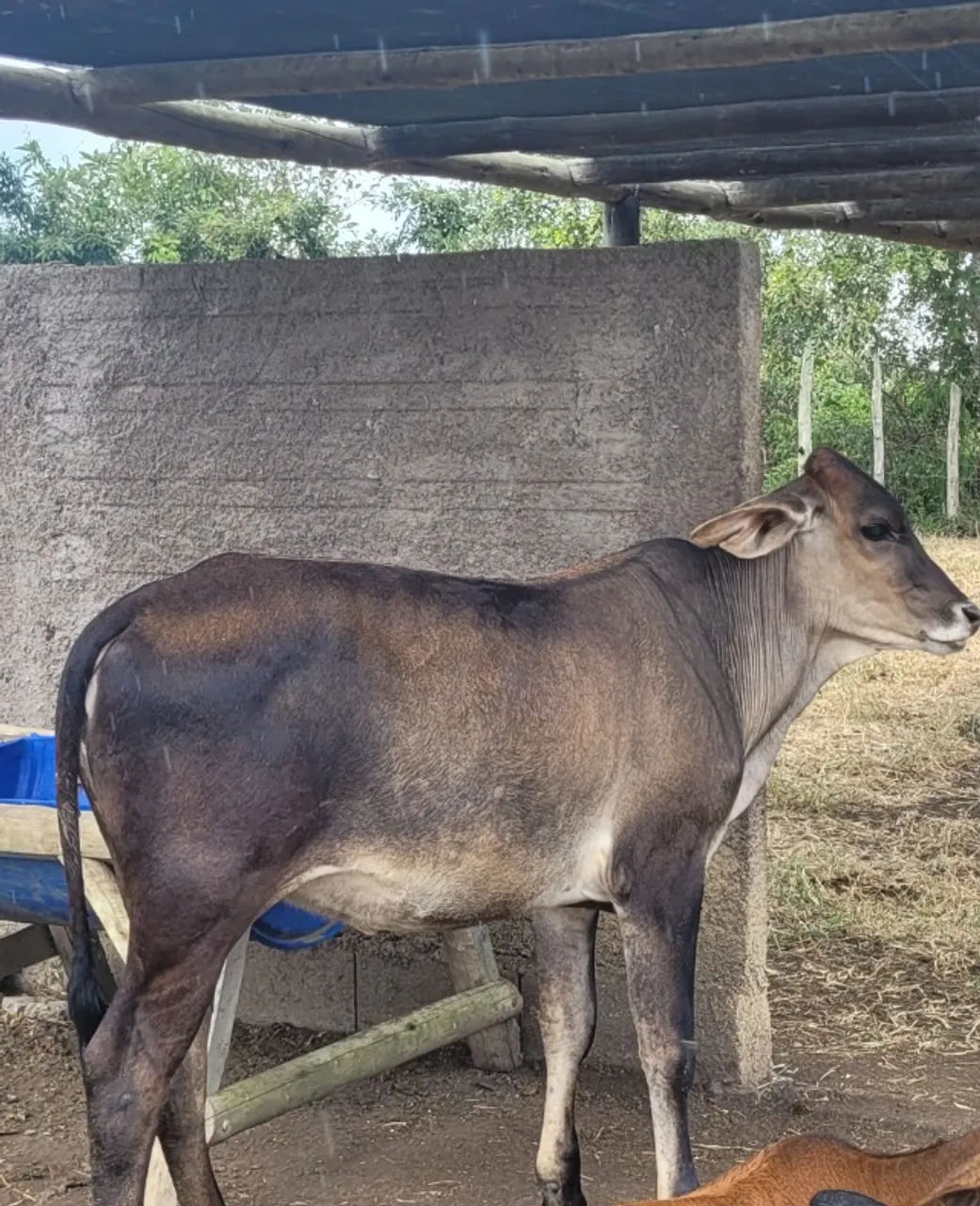 Bezerra Leiteira - 6@ - Recria