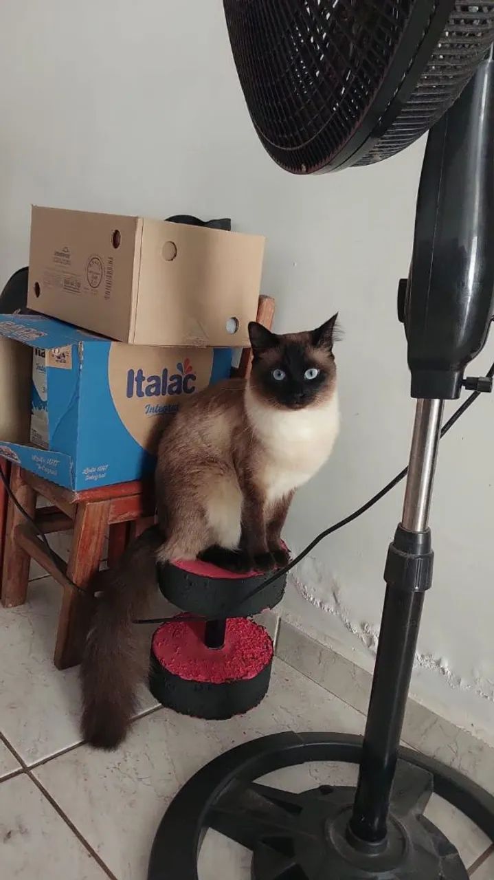 Doa se gata Siamês  - Foto 3