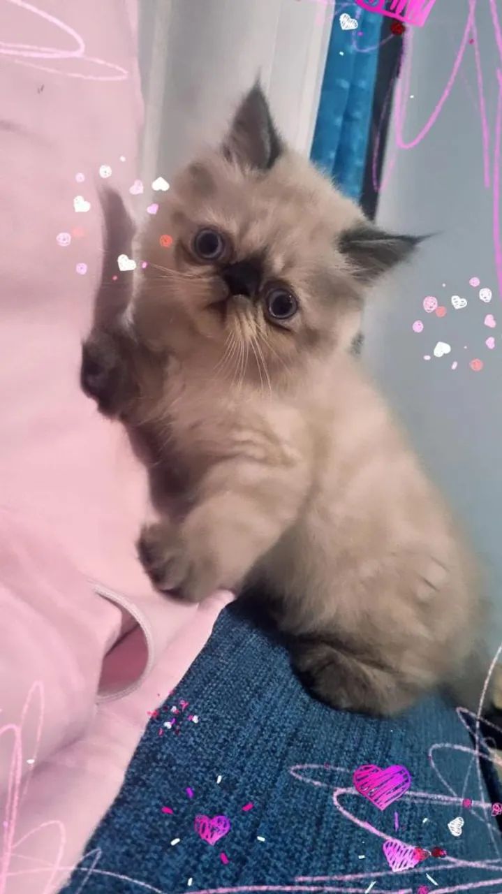 Dois gatinhos persa lindos  - Foto 4