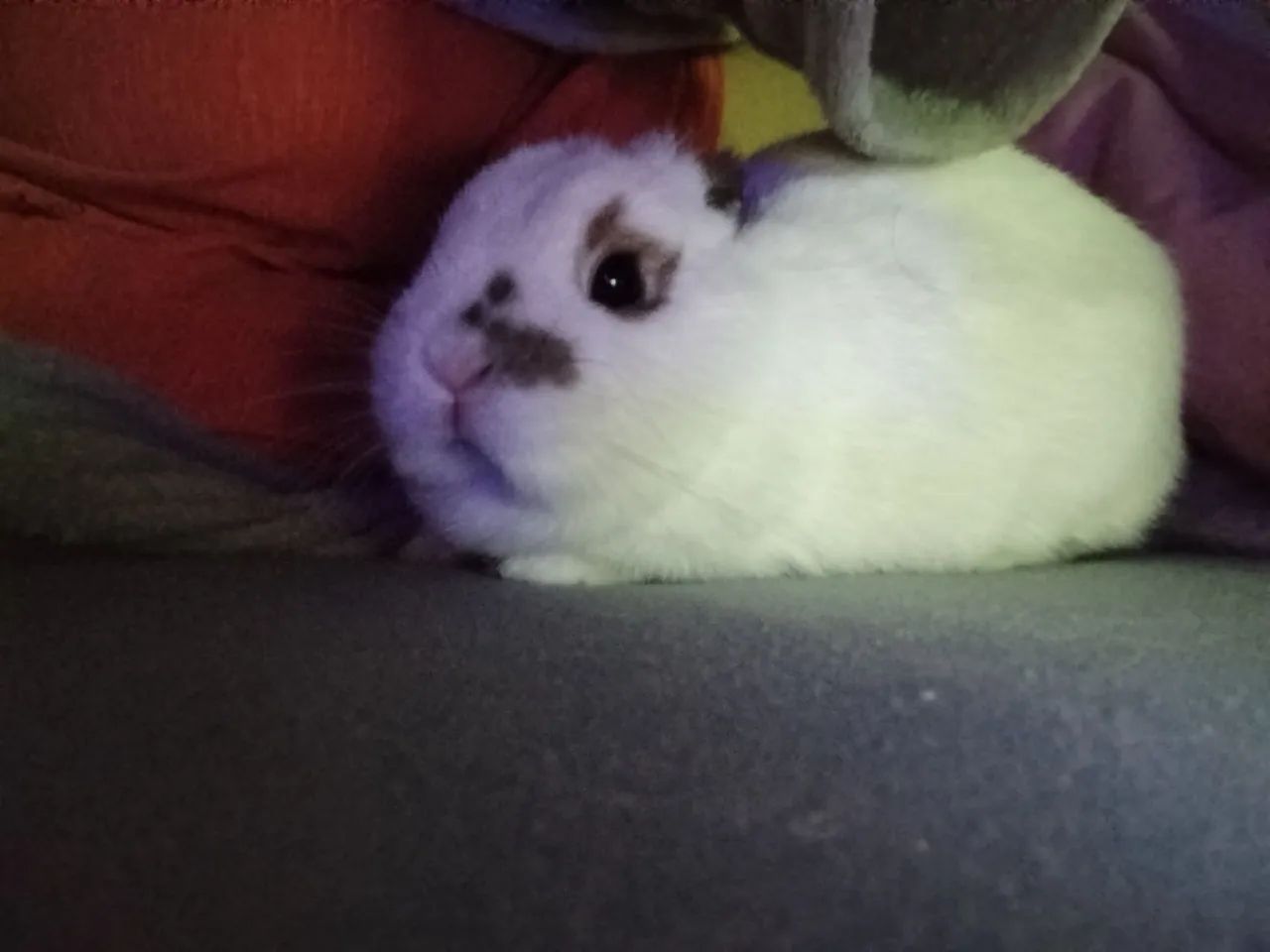 Coelhinho anão para Venda - Foto 3