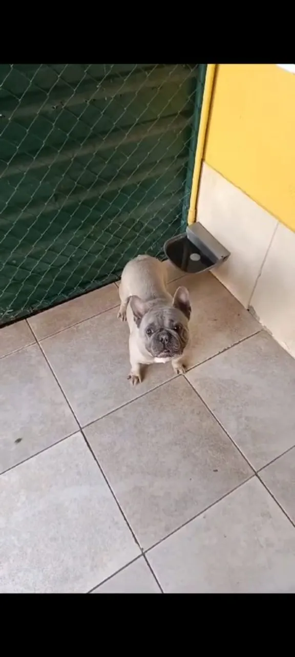 Bulldog Francês - casal BLUE FAWN ac troca