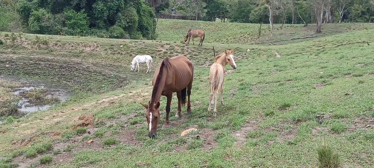 Potros e potra Mangalarga Marchador 