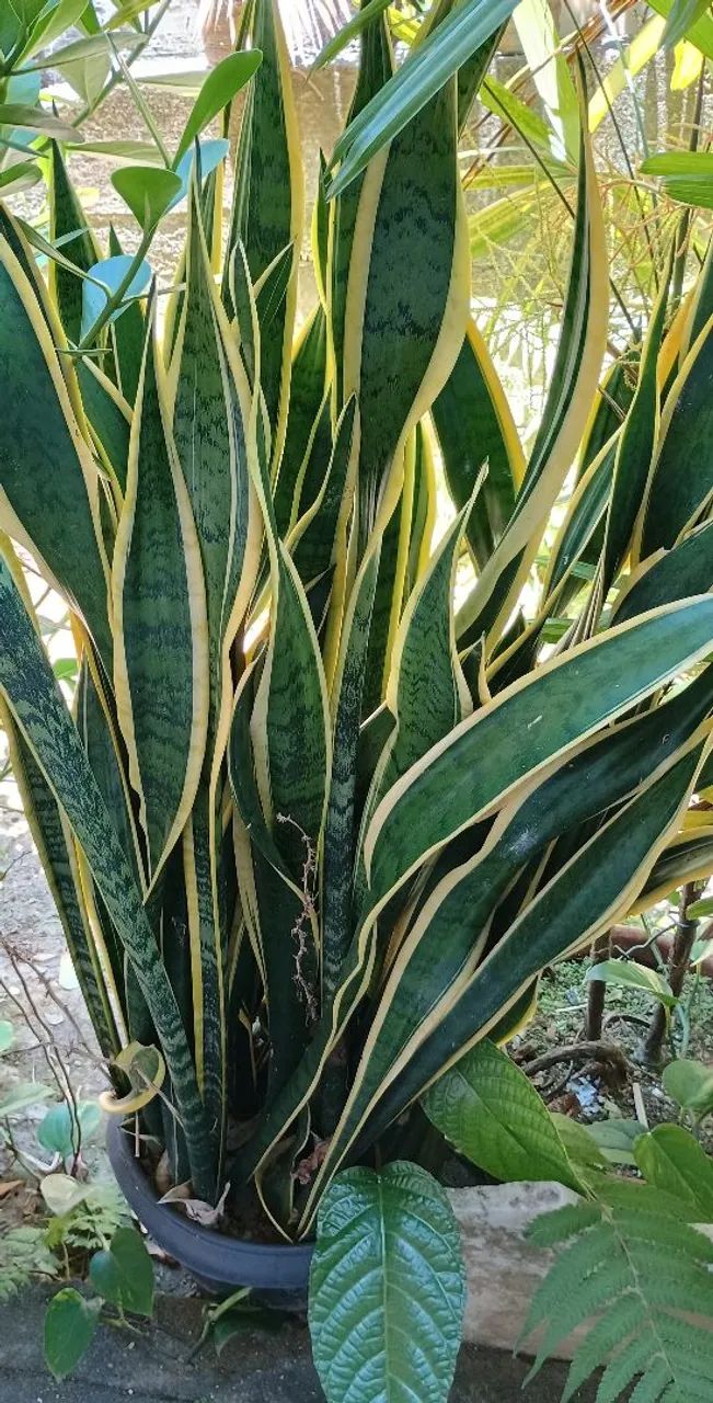 Linda sansevéria variegata.