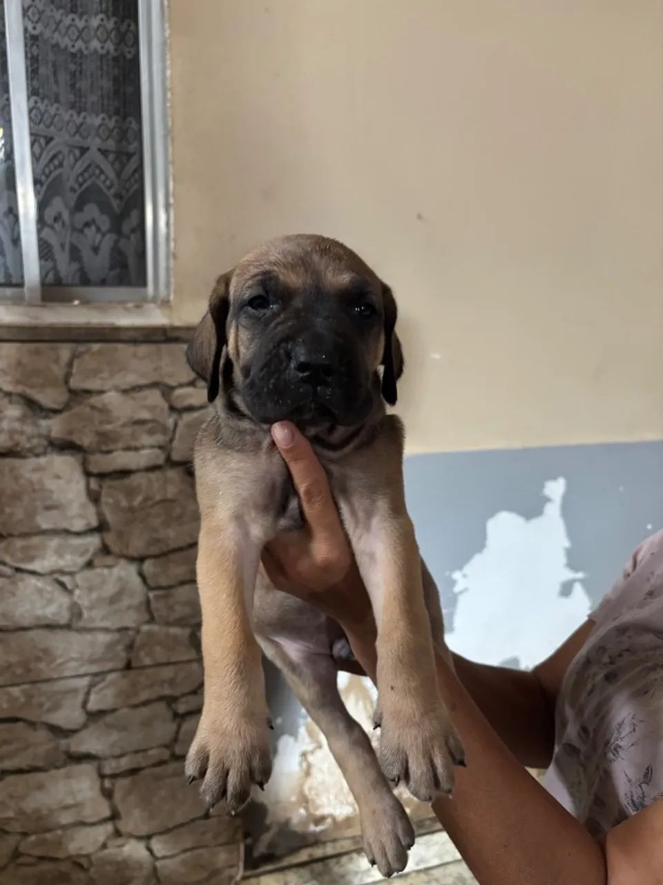 Filhote d fila brasileiro  - Foto 4