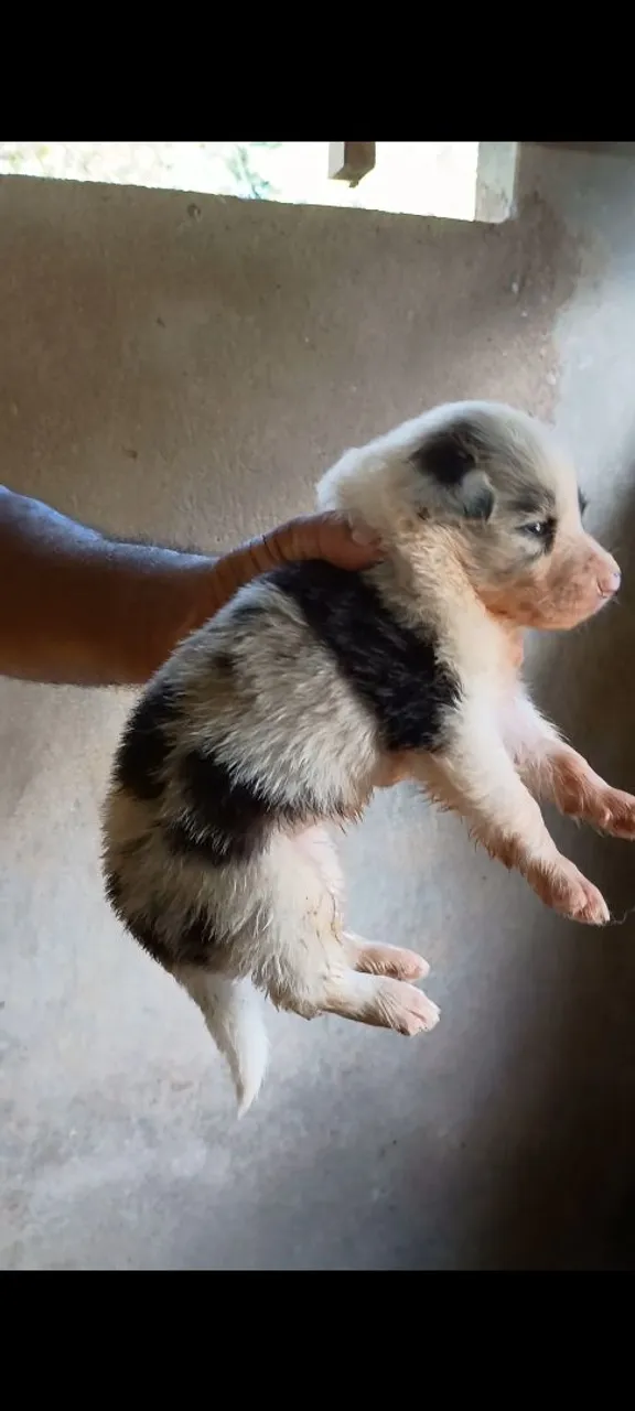 Filhote de Border Collie - Pelagem Rara Exótica