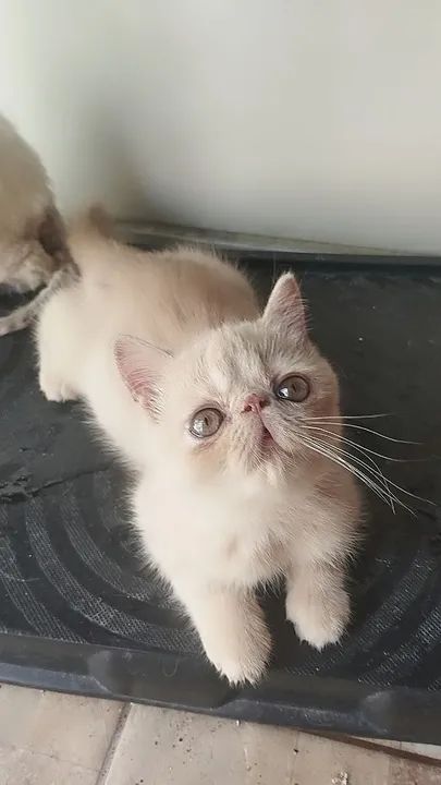 Filhote persa fêmea branca. Cinza exótica fêmea amarelo exótico macho. - Foto 3