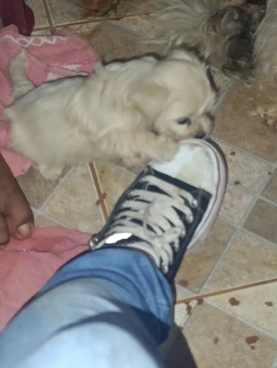 Filhote lhasa apso