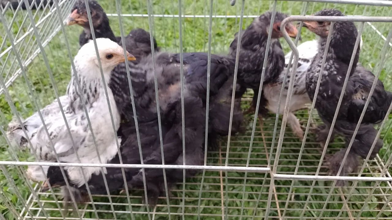 Franguinhos raça Brahma  - Foto 5