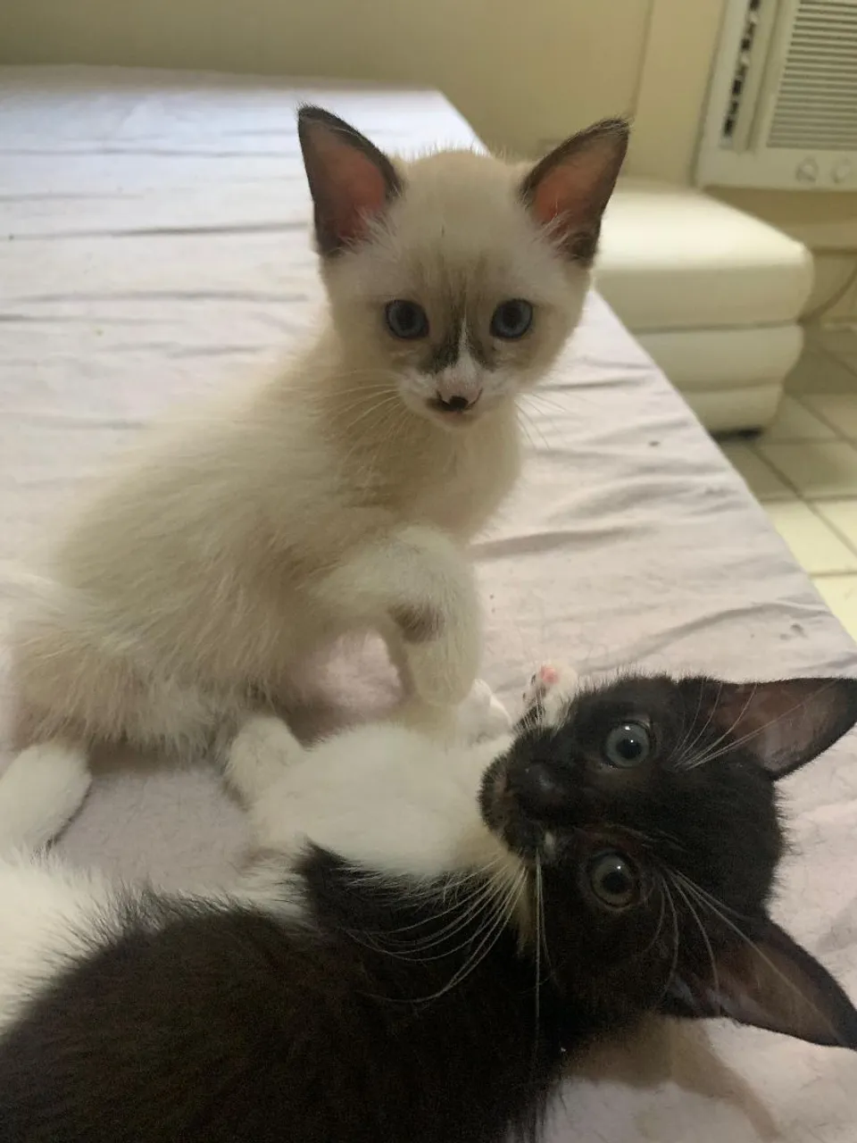 Filhotes gatos 2 meses adoção responsavel