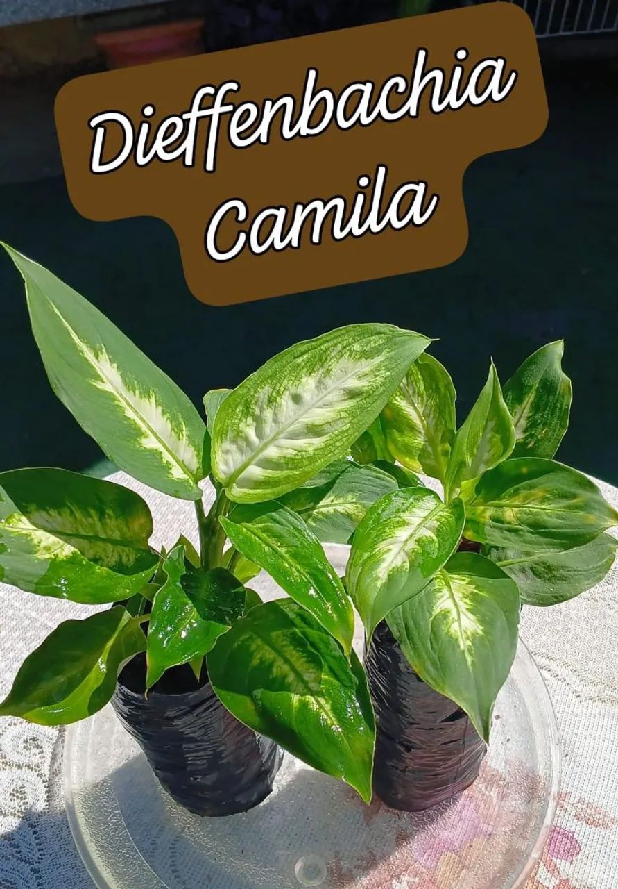 Dieffenbachia Camila - Muda - Foto 2
