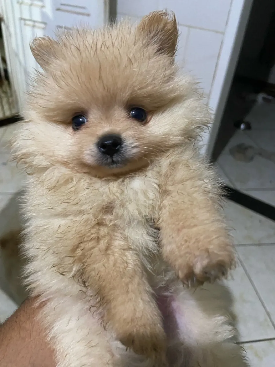 Filhote de Spitz Alemão (Lulu da Pomerânia) - Fofo!