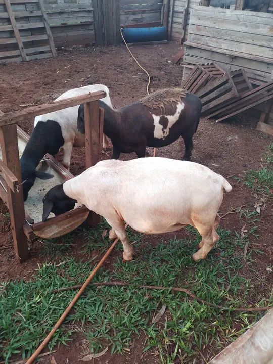 Carneiros para venda - Foto 2