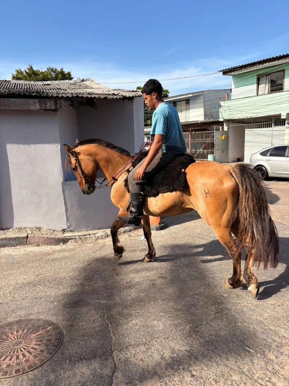 Égua crioula domada